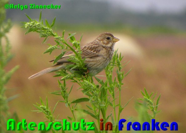 Copyright AiS Helga Zinnecker Bild zum Eintrag (52990-160)