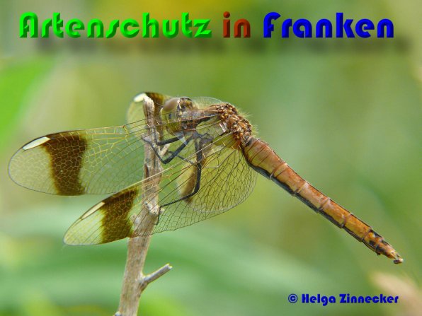 Copyright AiS Helga Zinnecker Bild zum Eintrag (52994-160)