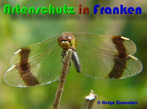 Copyright AiS Helga Zinnecker Bild zum Eintrag (52995-160)