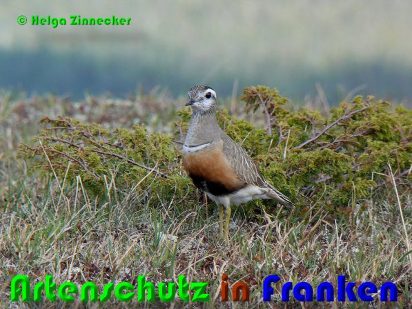 Copyright AiS Helga Zinnecker Bild zum Eintrag (53066-160)