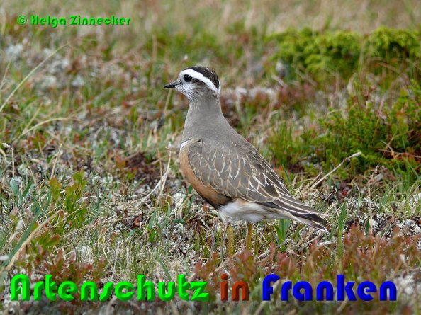 Copyright AiS Helga Zinnecker Bild zum Eintrag (53068-160)
