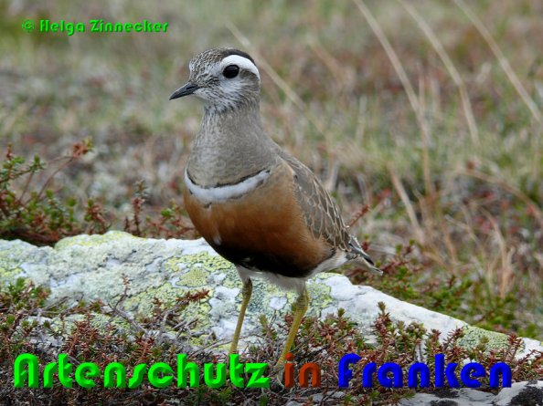 Copyright AiS Helga Zinnecker Bild zum Eintrag (53072-160)