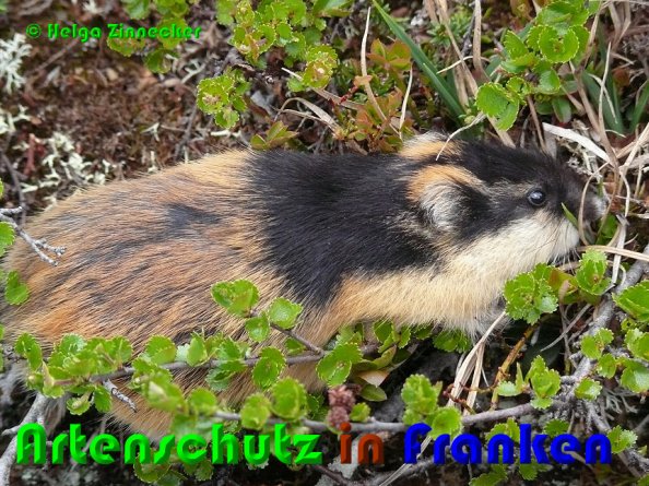 Copyright AiS Helga Zinnecker Bild zum Eintrag (53076-160)