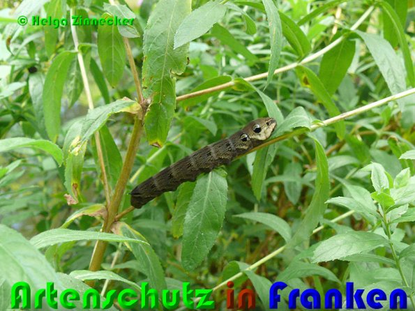Copyright AiS Helga Zinnecker Bild zum Eintrag (53079-160)