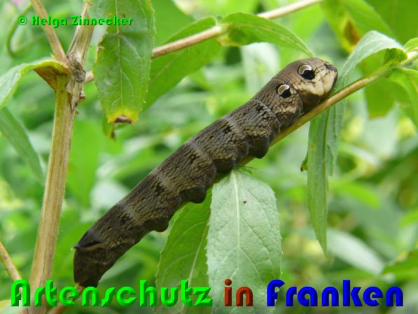 Copyright AiS Helga Zinnecker Bild zum Eintrag (53080-160)