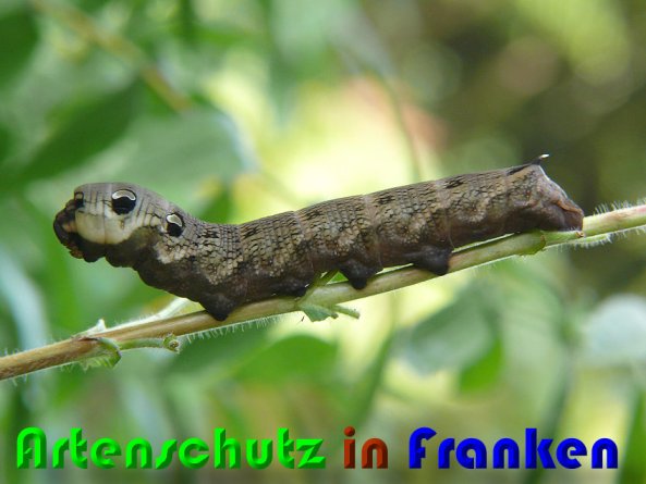 Copyright AiS Helga Zinnecker Bild zum Eintrag (53081-160)