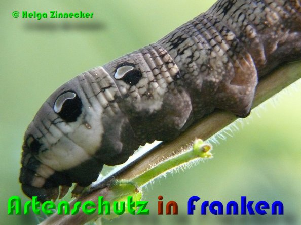 Copyright AiS Helga Zinnecker Bild zum Eintrag (53082-160)