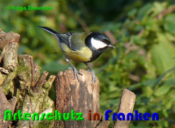 Copyright AiS Helga Zinnecker Bild zum Eintrag (53096-160)