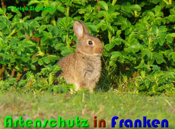 Copyright AiS Helga Zinnecker Bild zum Eintrag (53099-160)