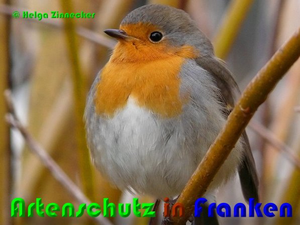 Copyright AiS Helga Zinnecker Bild zum Eintrag (53113-160)