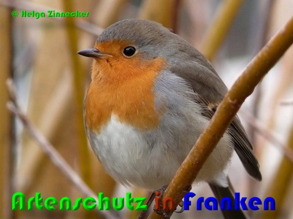 Copyright AiS Helga Zinnecker Bild zum Eintrag (53115-160)