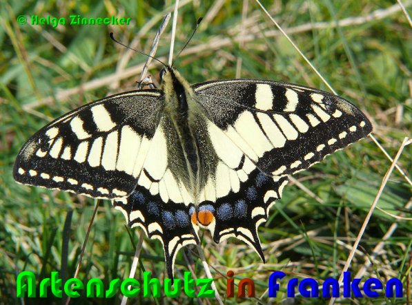 Copyright AiS Helga Zinnecker Bild zum Eintrag (53136-160)