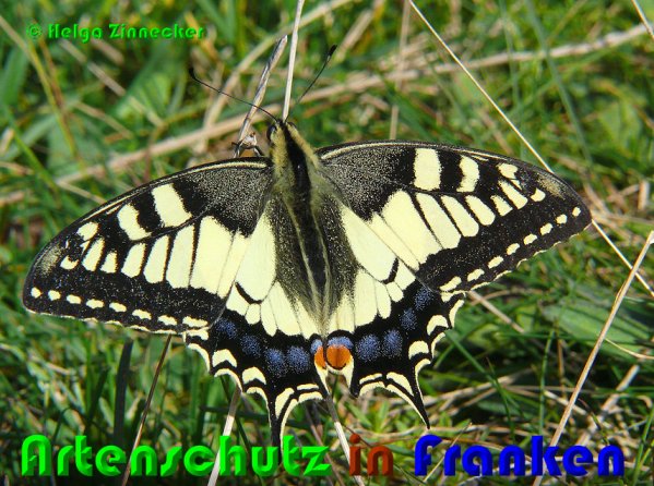 Copyright AiS Helga Zinnecker Bild zum Eintrag (53137-160)