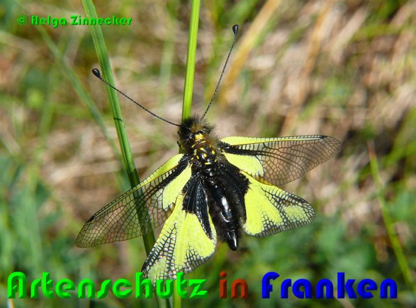 Copyright AiS Helga Zinnecker Bild zum Eintrag (53140-160)