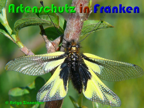 Copyright AiS Helga Zinnecker Bild zum Eintrag (53141-160)