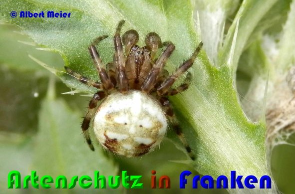 Copyright AiS Albert Meier Bild zum Eintrag (53163-160)
