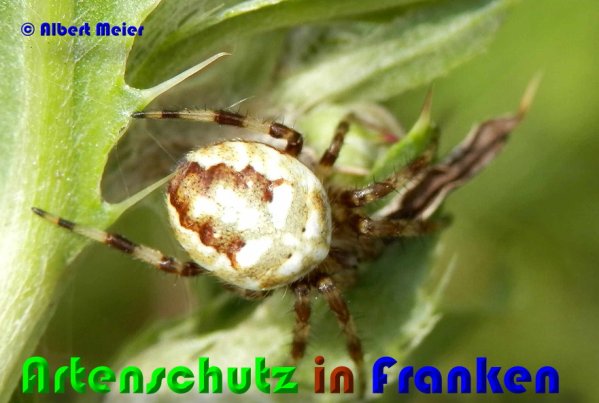 Copyright AiS Albert Meier Bild zum Eintrag (53164-160)