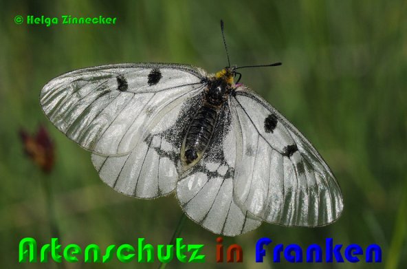 Copyright AiS Helga Zinnecker Bild zum Eintrag (53196-160)