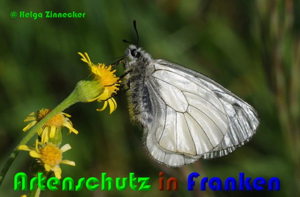 Copyright AiS Helga Zinnecker Bild zum Eintrag (53197-160)