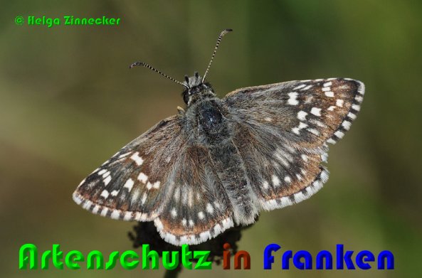Copyright AiS Helga Zinnecker Bild zum Eintrag (53200-160)