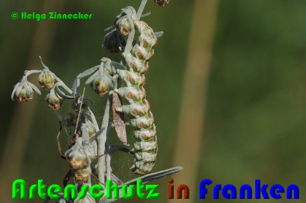 Copyright AiS Helga Zinnecker Bild zum Eintrag (53216-160)