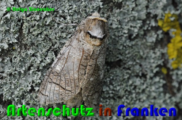 Copyright AiS Helga Zinnecker Bild zum Eintrag (53217-160)