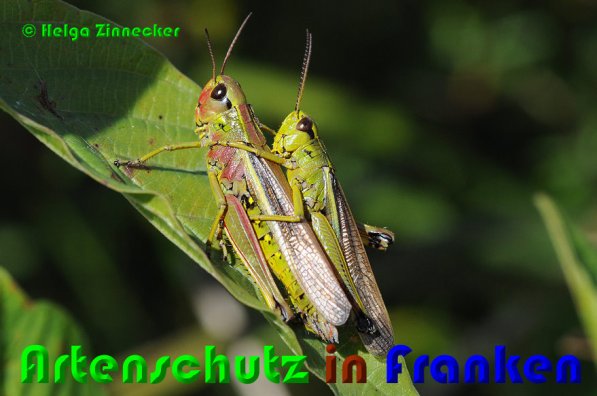 Copyright AiS Helga Zinnecker Bild zum Eintrag (53231-160)
