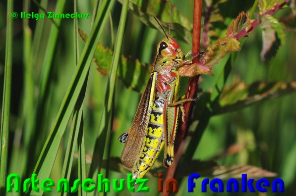 Copyright AiS Helga Zinnecker Bild zum Eintrag (53232-160)