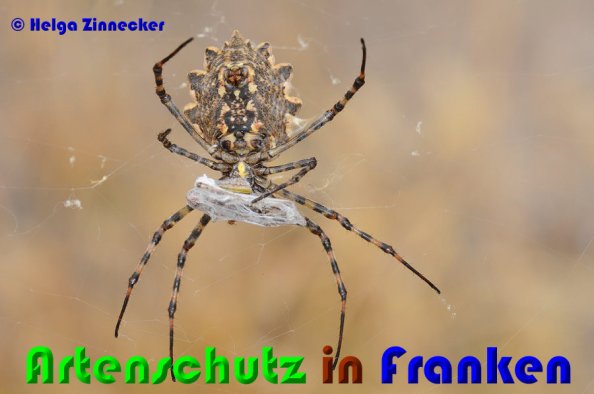 Copyright AiS Helga Zinnecker Bild zum Eintrag (53236-160)