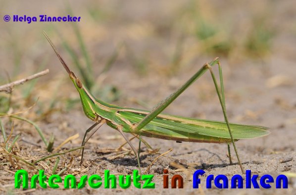 Copyright AiS Helga Zinnecker Bild zum Eintrag (53240-160)