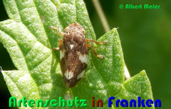 Bild zum Eintrag (53287-160)