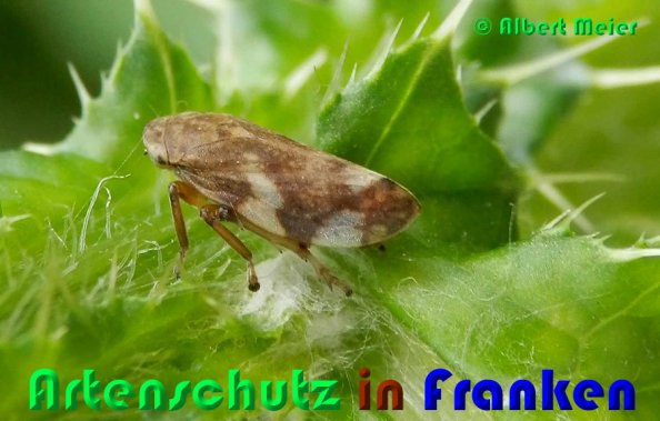 Copyright AiS Albert Meier Bild zum Eintrag (53290-160)