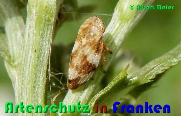 Copyright AiS Albert Meier Bild zum Eintrag (53291-160)