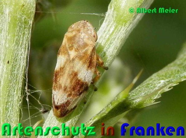 Copyright AiS Albert Meier Bild zum Eintrag (53292-160)