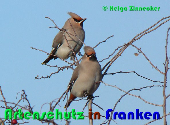 Copyright AiS Helga Zinnecker Bild zum Eintrag (53308-160)