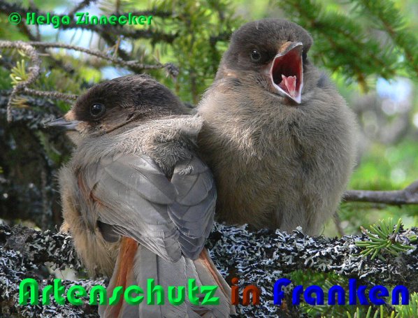 Copyright AiS Helga Zinnecker Bild zum Eintrag (53320-160)