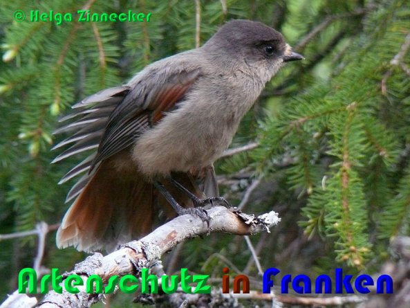 Copyright AiS Helga Zinnecker Bild zum Eintrag (53321-160)