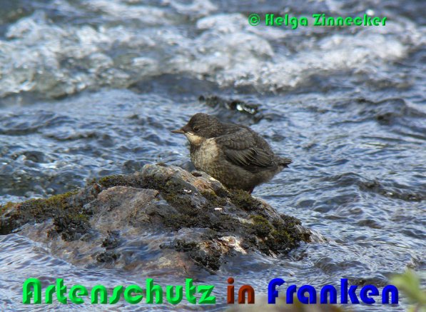 Copyright AiS Helga Zinnecker Bild zum Eintrag (53325-160)
