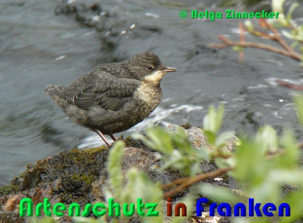 Copyright AiS Helga Zinnecker Bild zum Eintrag (53326-160)