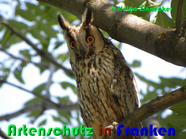 Copyright AiS Helga Zinnecker Bild zum Eintrag (53328-160)