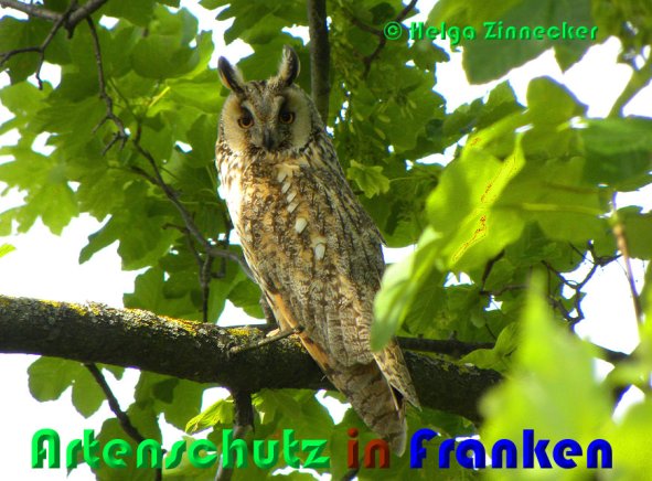 Copyright AiS Helga Zinnecker Bild zum Eintrag (53329-160)