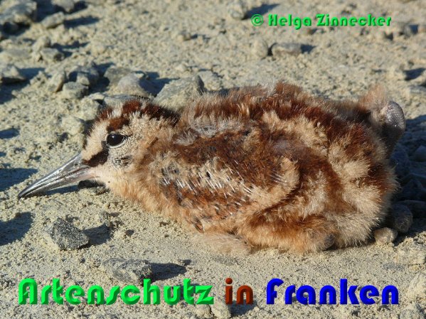 Copyright AiS Helga Zinnecker Bild zum Eintrag (53345-160)