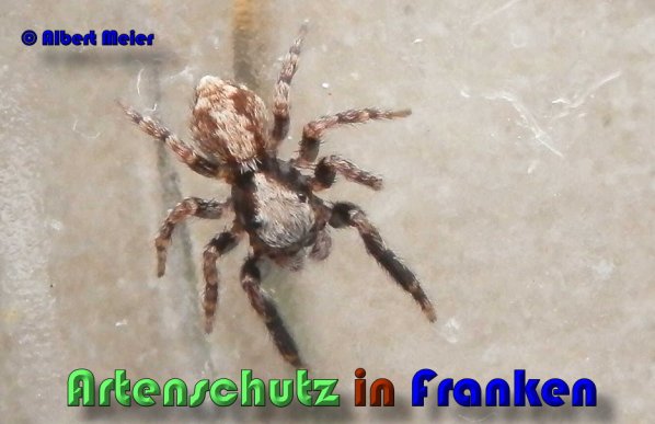 Copyright AiS Albert Meier Bild zum Eintrag (53401-160)