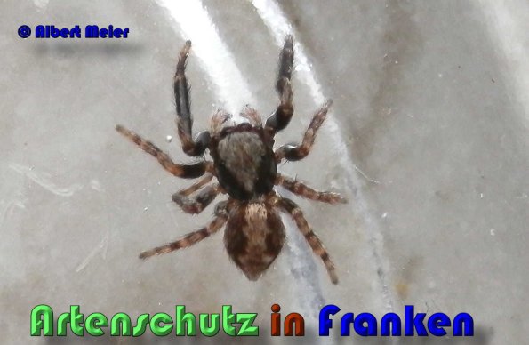 Copyright AiS Albert Meier Bild zum Eintrag (53402-160)