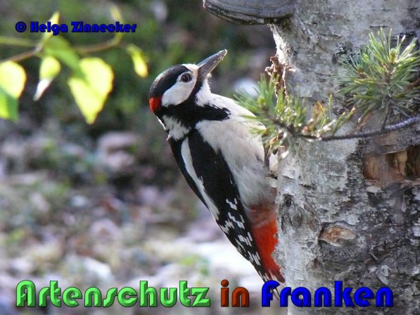 Copyright AiS Helga Zinnecker Bild zum Eintrag (53406-160)