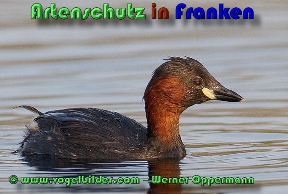 Copyright AiS Werner Oppermann Bild zum Eintrag (53409-160)