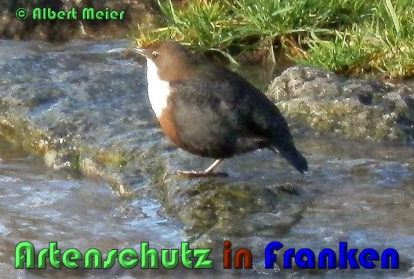 Copyright AiS Albert Meier Bild zum Eintrag (53427-160)