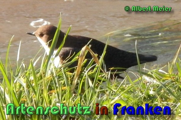 Copyright AiS Albert Meier Bild zum Eintrag (53428-160)