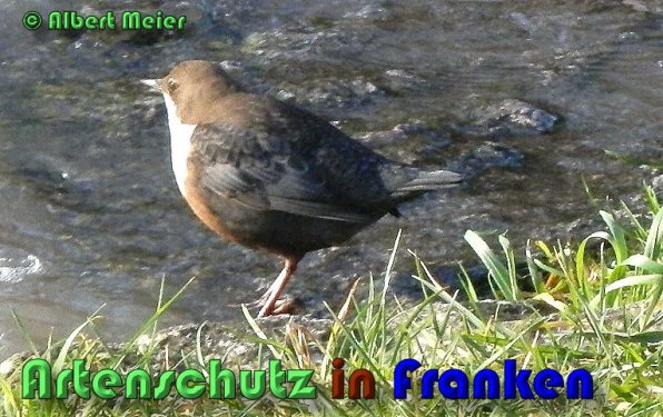 Copyright AiS Albert Meier Bild zum Eintrag (53429-160)