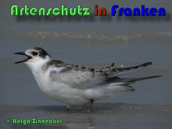 Copyright AiS Helga Zinnecker Bild zum Eintrag (53444-160)